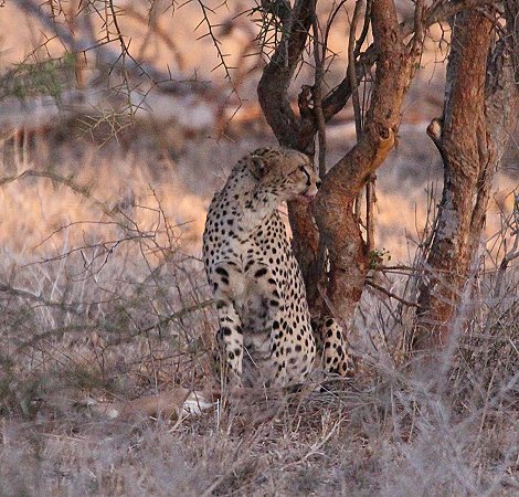 Gepardin im Lumo Conservancy