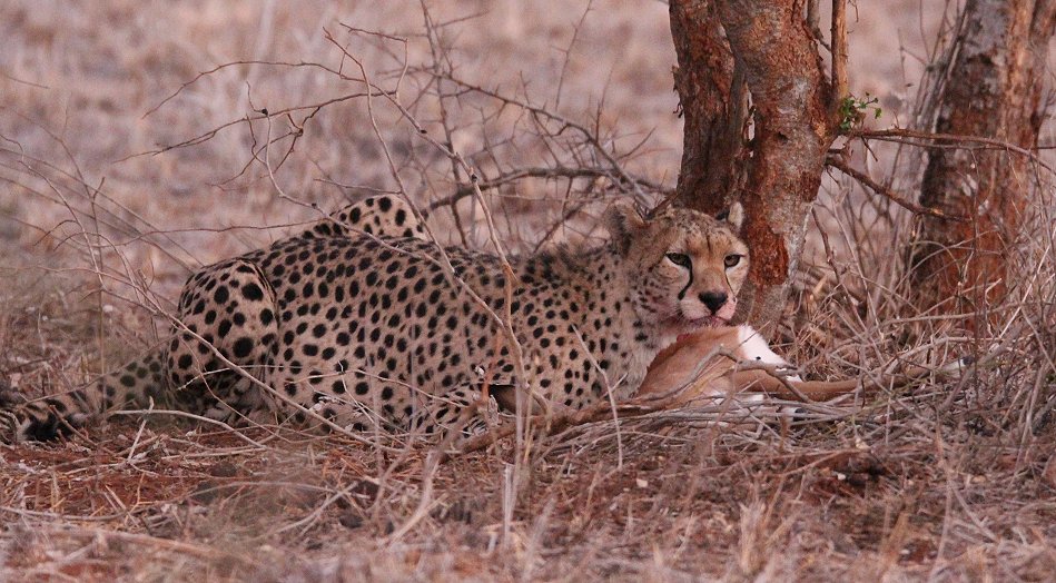 Gepardin im Lumo Conservancy