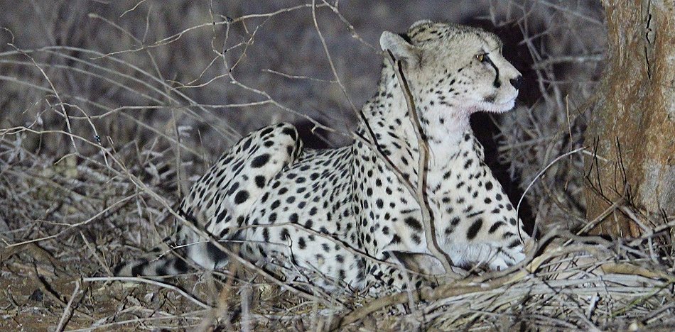 Gepardin im Lumo Conservancy