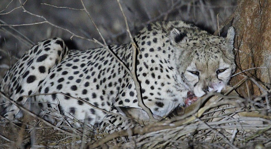 Gepardin im Lumo Conservancy