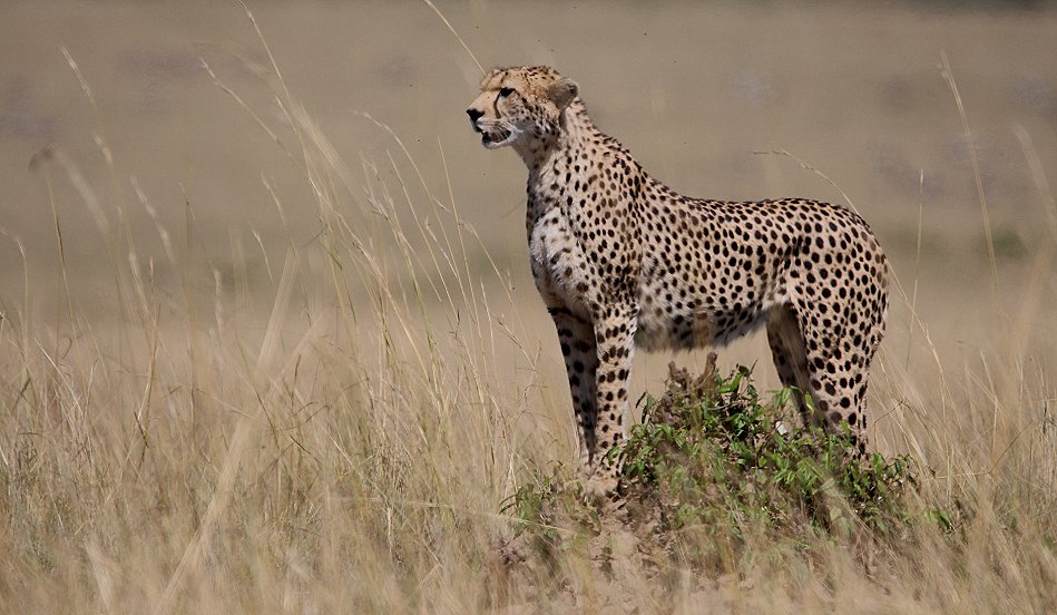 Gepardin auf der Jagd, Neema