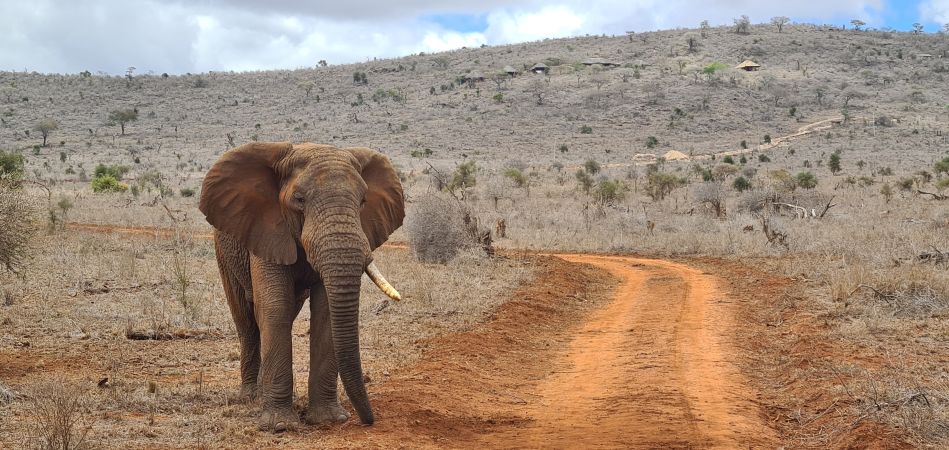 Elefant vor dem Leopards Lair Cottage