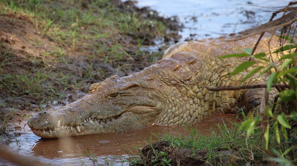 Galana Crocodile Camp - Tsavo Ost National Park