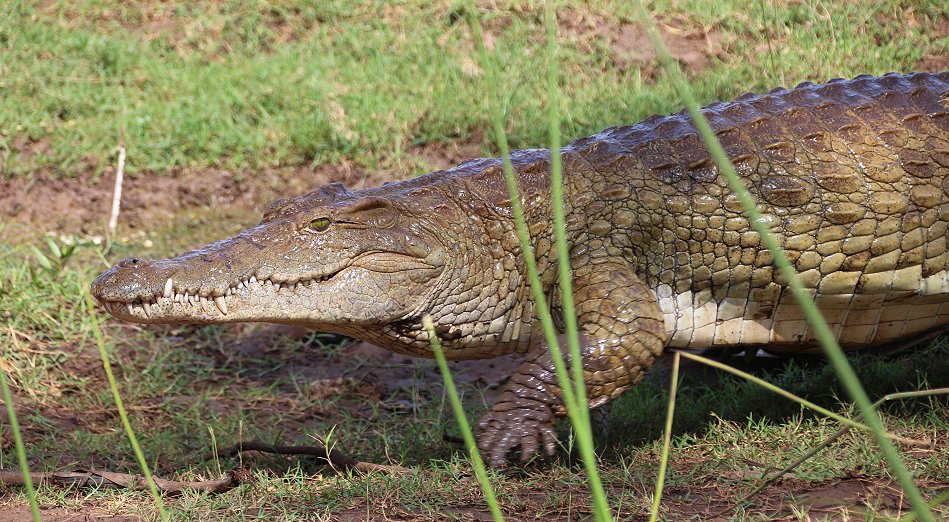 Galana Crocodile Camp - Tsavo Ost National Park
