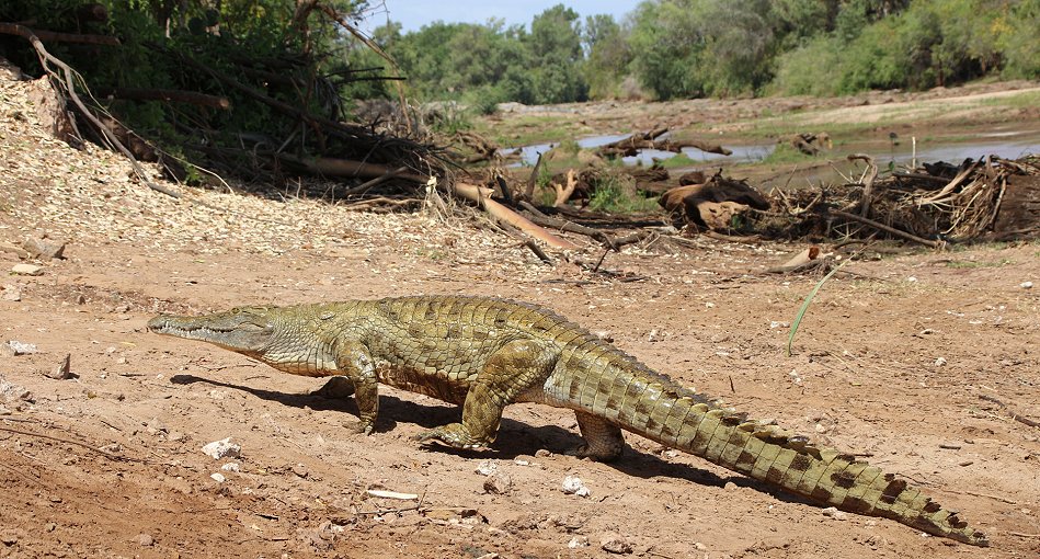 Galana Crocodile Camp - Tsavo Ost National Park