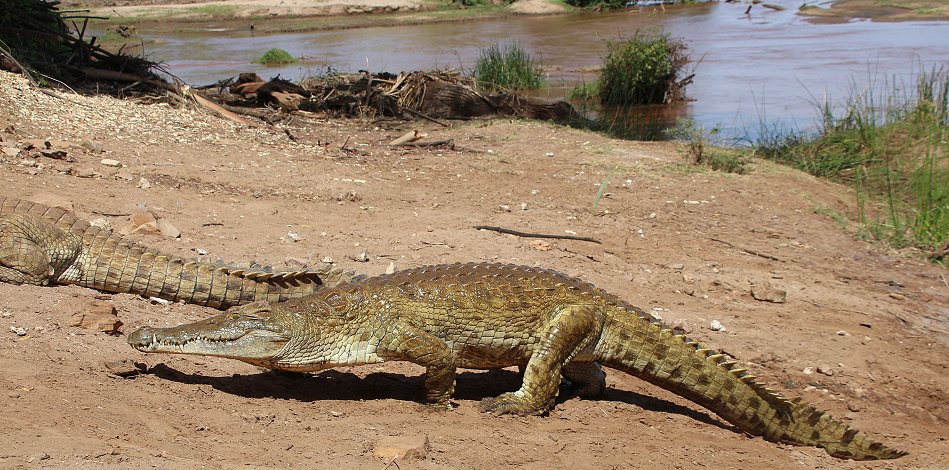 Galana Crocodile Camp - Tsavo Ost National Park