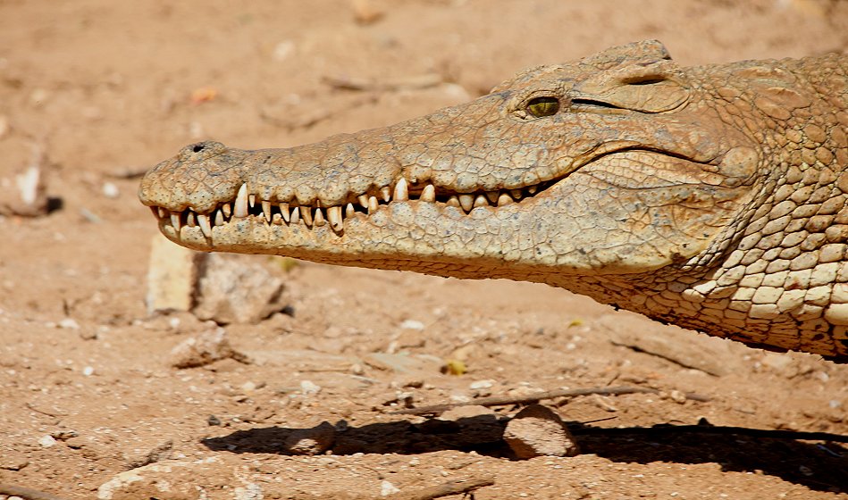 Galana Crocodile Camp - Tsavo Ost National Park