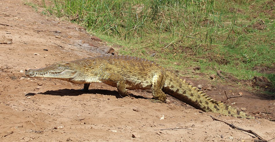 Galana Crocodile Camp - Tsavo Ost National Park