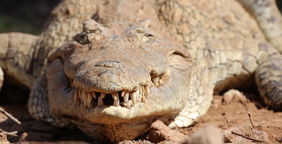 Galana Crocodile Camp - Tsavo Ost National Park