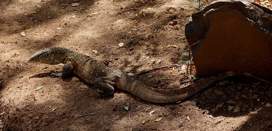 Galana Crocodile Camp - Tsavo Ost National Park