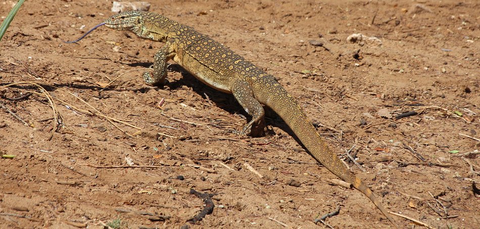 Galana Crocodile Camp - Tsavo Ost National Park
