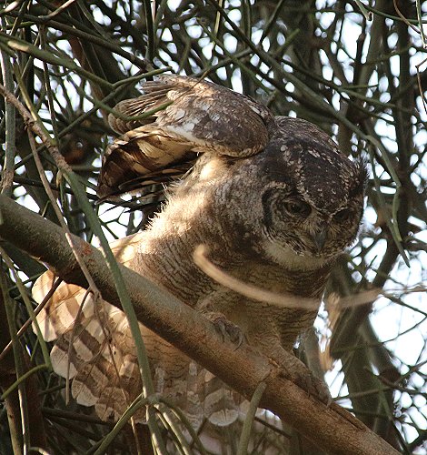 Eule in einem Garten in Nairobi