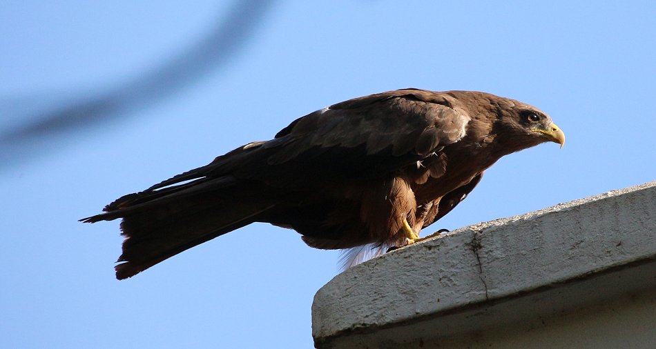 Schwarzmilan in einem Garten in Nairobi