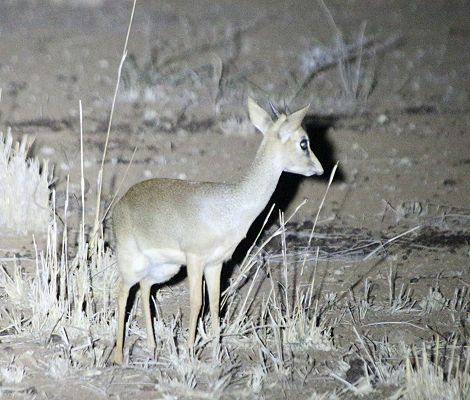 Kitani Bandas - Dik Dik kommen Nachts bis an die Terrasse