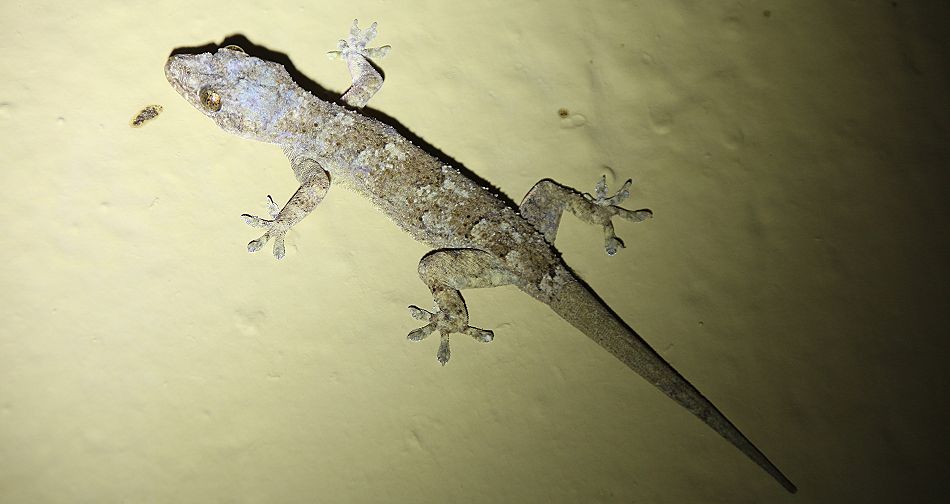 Hausgecko in den Kitani Bandas