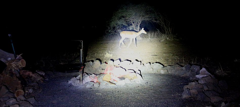 Kitani Bandas - Impalas kommen Nachts bis an die Terrasse