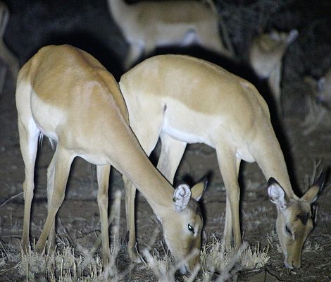 Kitani Bandas - Impalas kommen Nachts bis an die Terrasse