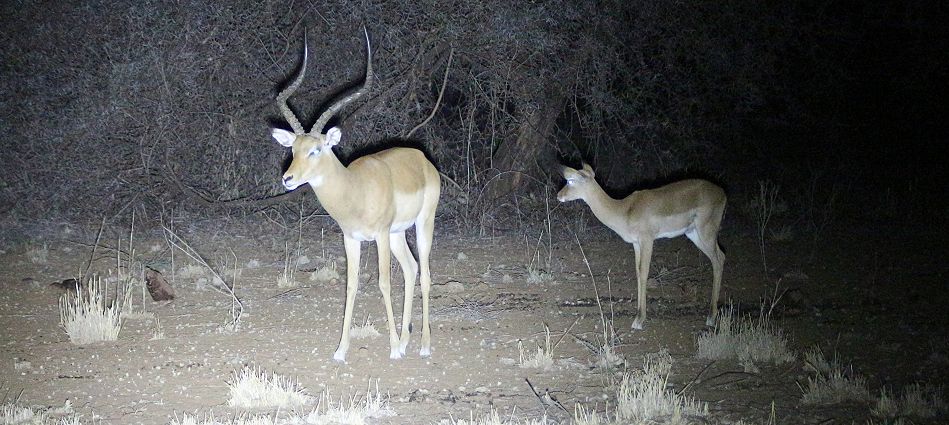 Kitani Bandas - Impalas kommen Nachts bis an die Terrasse