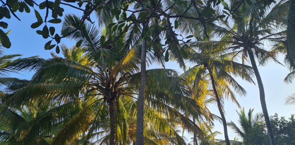 Kuruvitu Beach - Vipingo - Mombasa Noth Coast