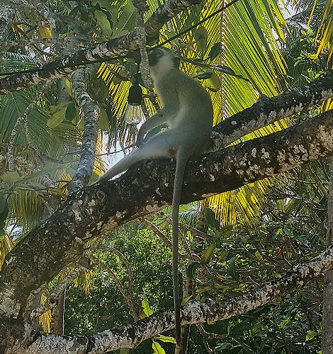 Kuruvitu Beach - Vipingo - Mombasa Noth Coast
