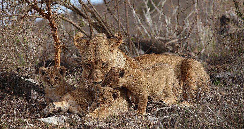 Löwenmutter mit drei Babys im Lumo Conservancy