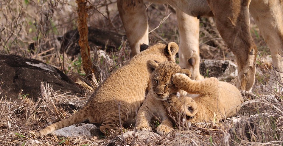 Löwenmutter mit drei Babys im Lumo Conservancy