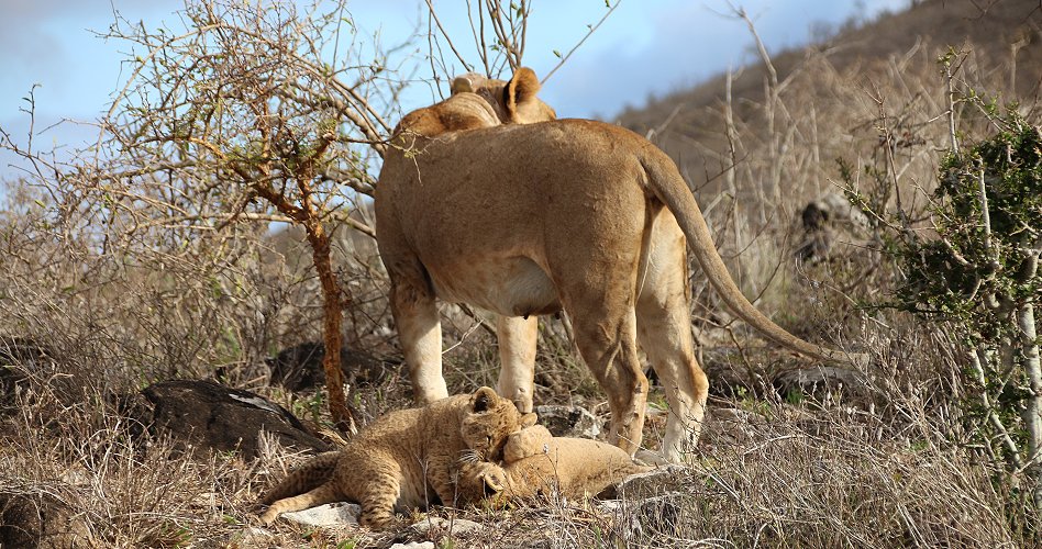 Löwenmutter mit drei Babys im Lumo Conservancy