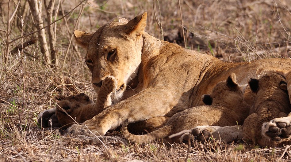 Löwenmutter mit drei Babys im Lumo Conservancy