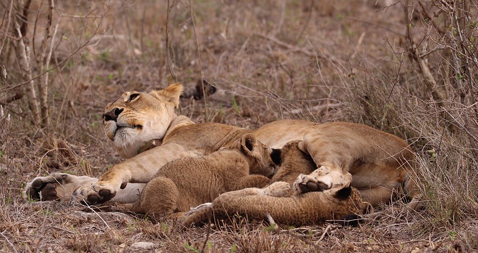 Löwenmutter mit drei Babys im Lumo Conservancy