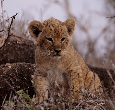 Löwenmutter mit drei Babys im Lumo Conservancy