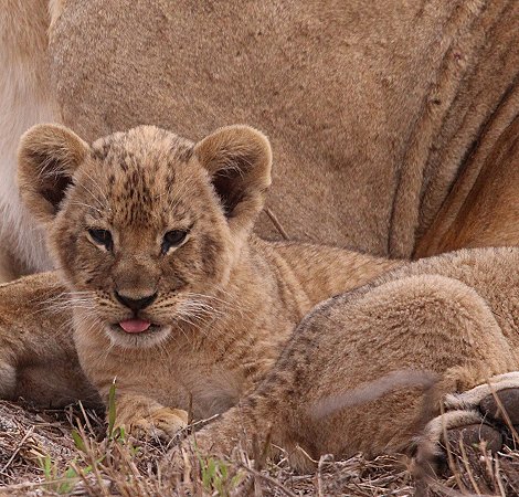 Löwenmutter mit drei Babys im Lumo Conservancy