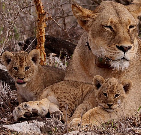Löwenmutter mit drei Babys im Lumo Conservancy