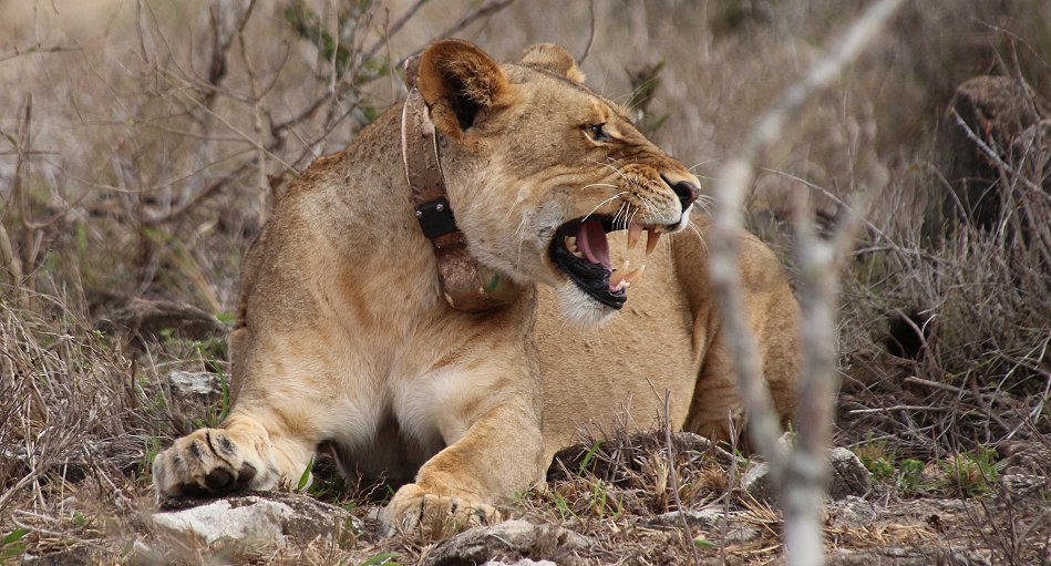 Löwenmutter mit drei Babys im Lumo Conservancy
