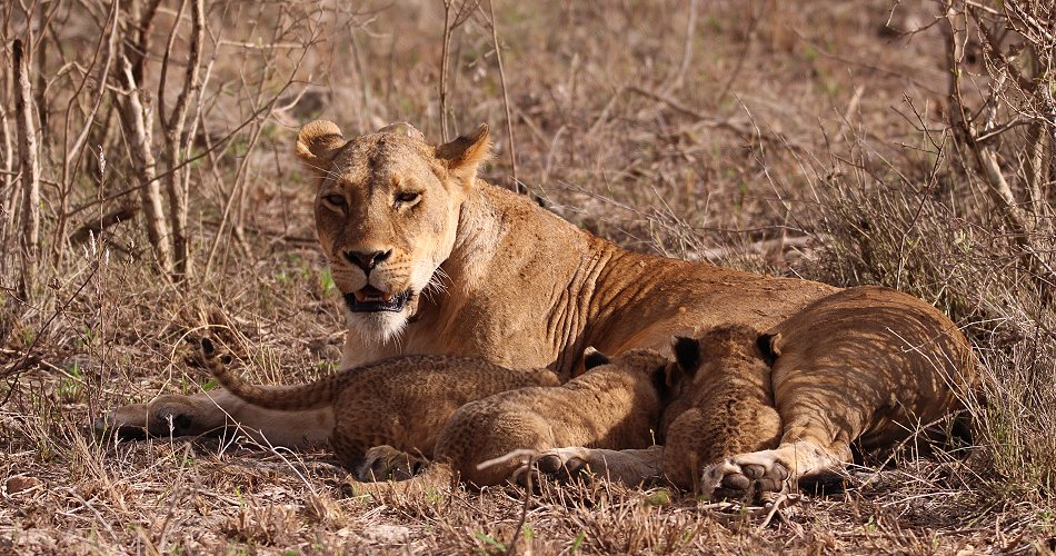 Löwenmutter mit drei Babys im Lumo Conservancy