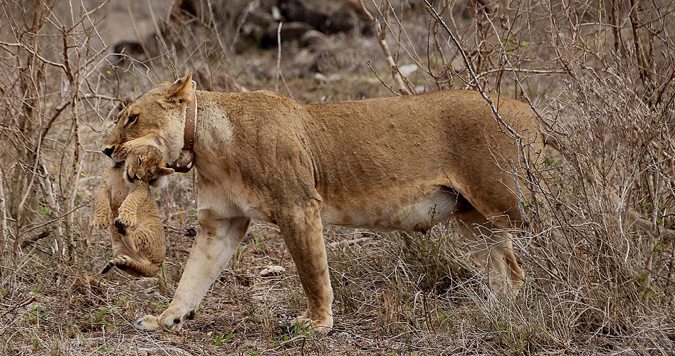 Löwenmutter mit drei Babys im Lumo Conservancy