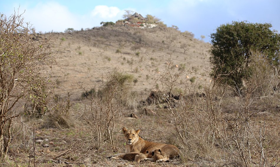 Löwenmutter mit drei Babys im Lumo Conservancy