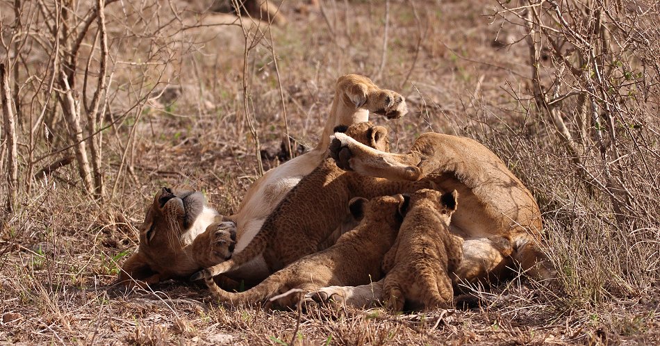 Löwenmutter mit drei Babys im Lumo Conservancy