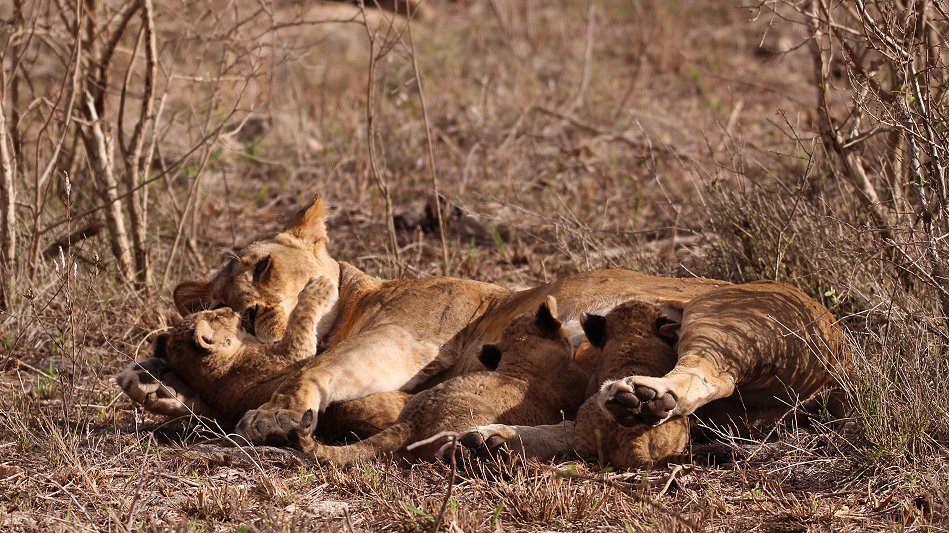 Löwenmutter mit drei Babys im Lumo Conservancy