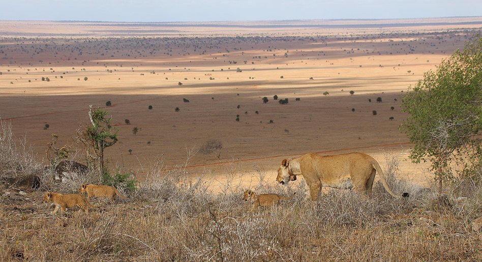 Löwenmutter mit drei Babys im Lumo Conservancy