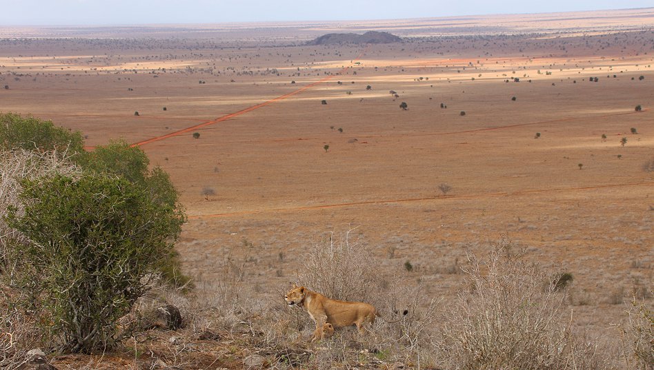 Löwenmutter mit drei Babys im Lumo Conservancy