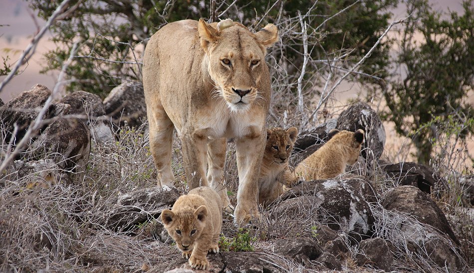 Löwenbabys im Lumo Conservancy