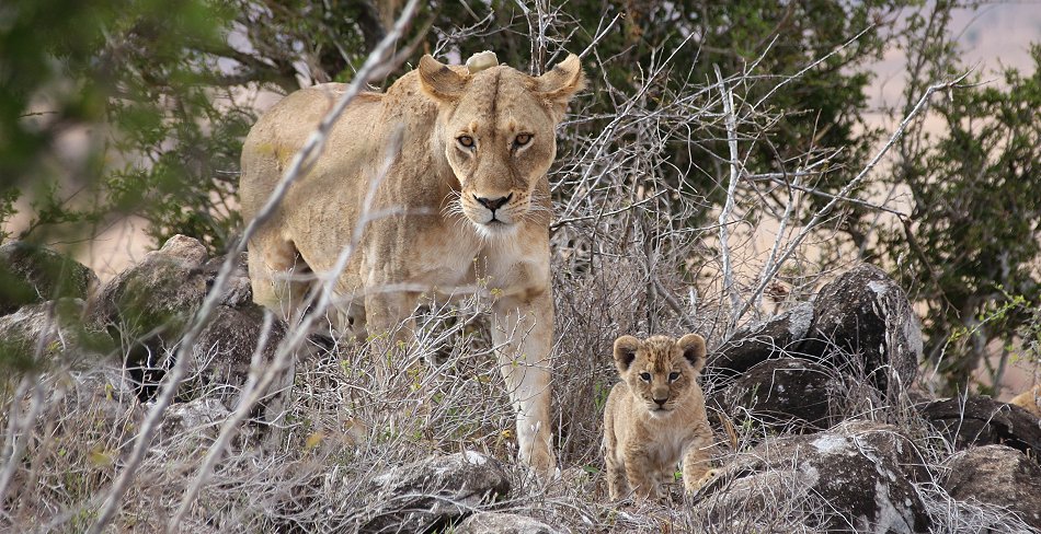 Löwenbabys im Lumo Conservancy