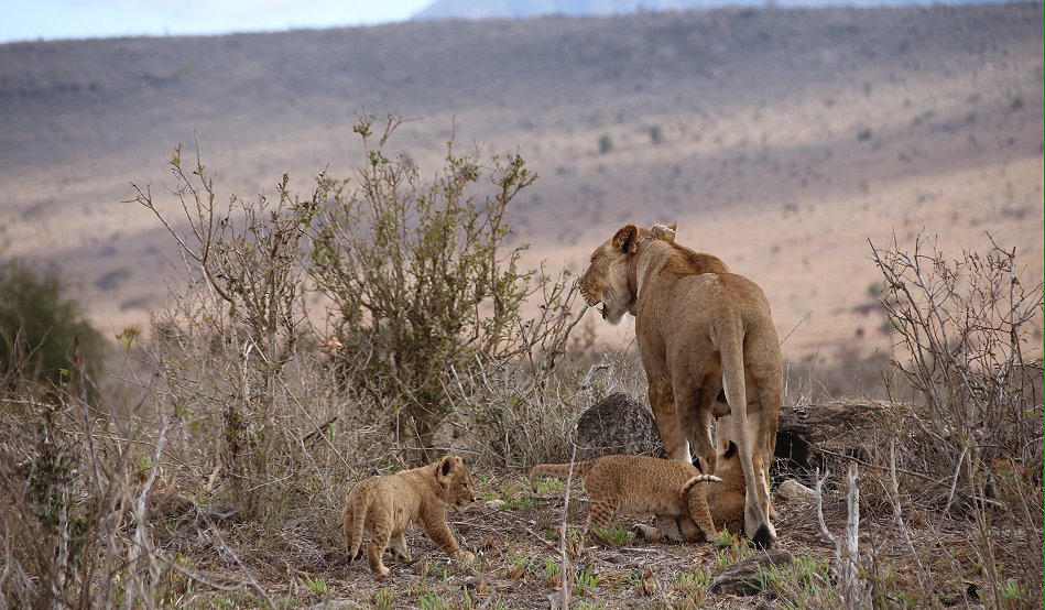 Löwenbabys im Lumo Conservancy