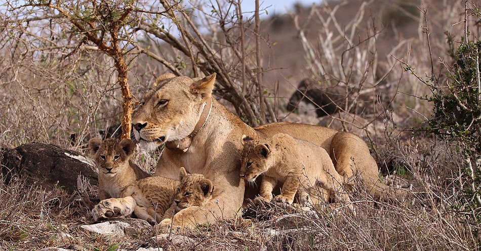 Löwenmutter mit drei Babys im Lumo Conservancy