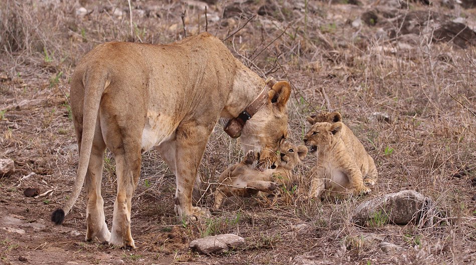 Löwenmutter mit drei Babys im Lumo Conservancy