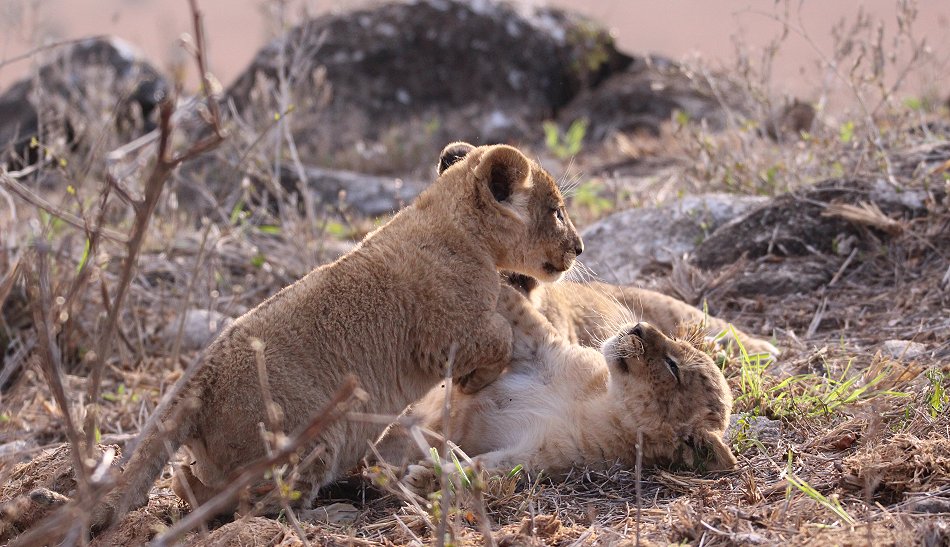 Löwenbabys im Lumo Conservancy