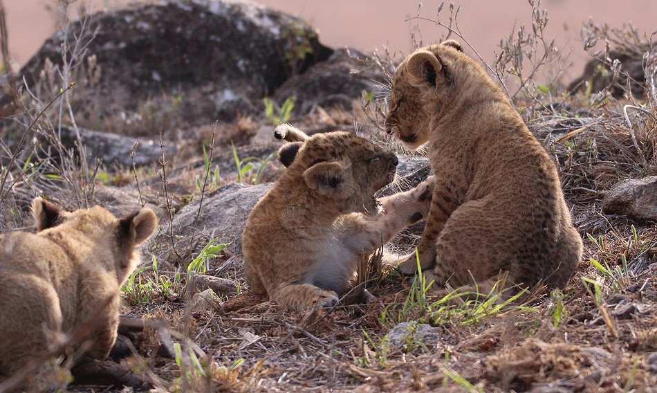 Löwenbabys im Lumo Conservancy