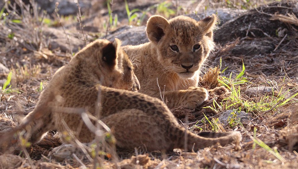 Löwenbabys im Lumo Conservancy
