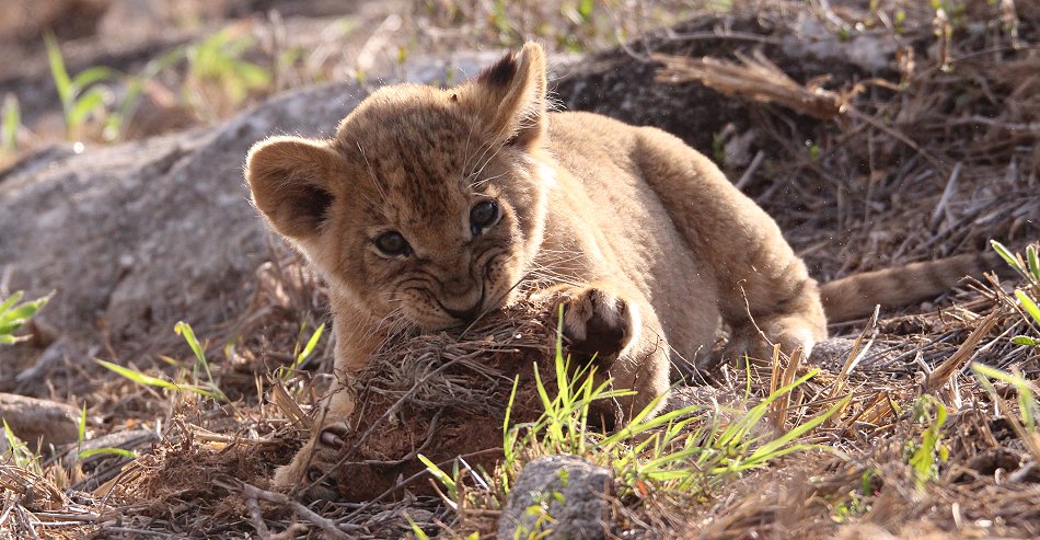 Löwenbabys im Lumo Conservancy