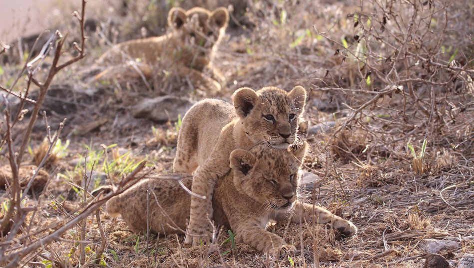 Löwenbabys im Lumo Conservancy